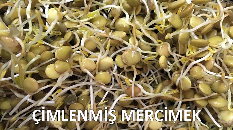 cimlenmis-mercimek-yararlari