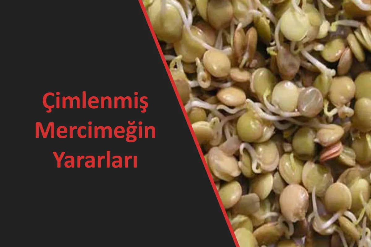 Çimlenmiş Mercimeğin Yararları