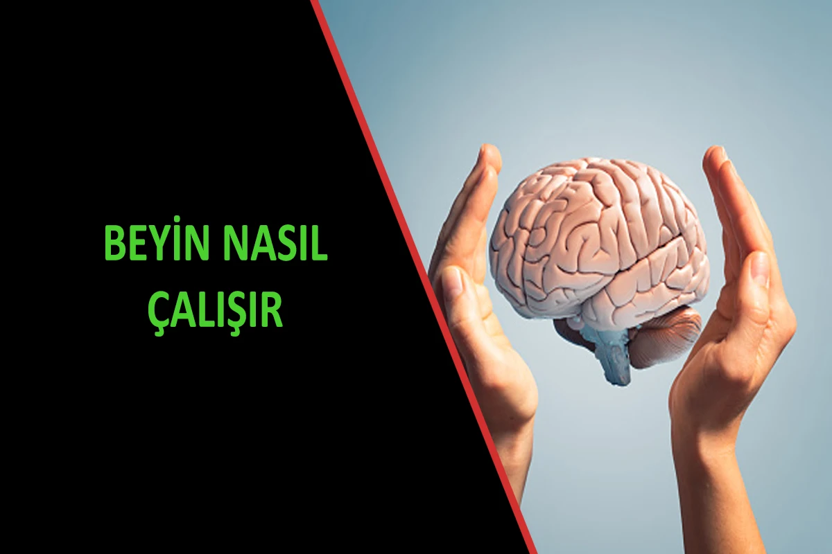 Beyin Nasıl Çalışır