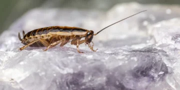 Hamam Böceği Neden Olur